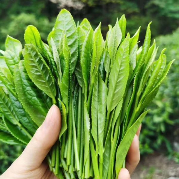 Tai Ping Hou Kui - Monkey Picked Green Tea - Image 5