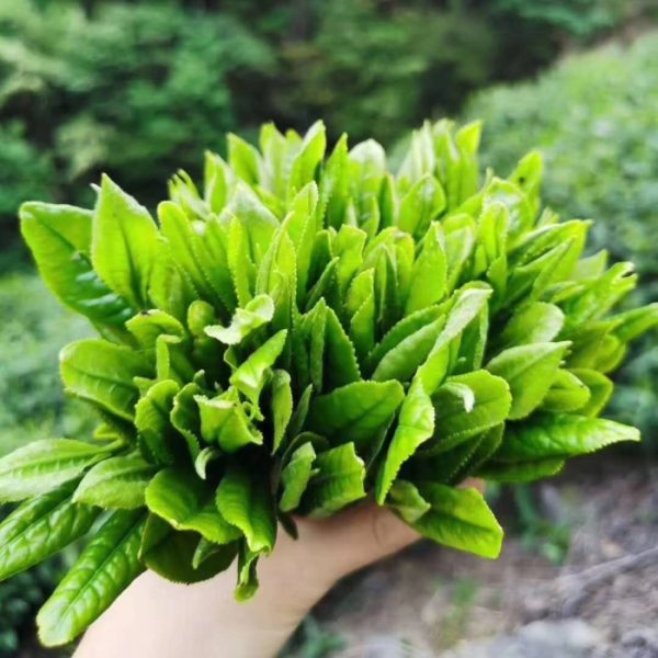 Tai Ping Hou Kui - Monkey Picked Green Tea - Image 6